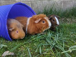 Three guinea pigs enjoying the outside 