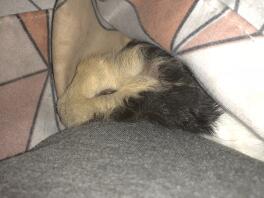 Our baby Gizmo* this is Moma’s boy, I’ll send others of my daughters and sons