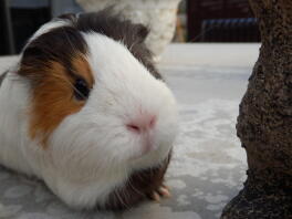 A small white guinea pig with a white coat with orange and black spots