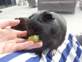 Nothing better than cucumber!