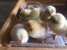 Chicks - one day old