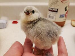 Self blue ameraucana