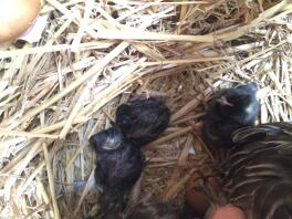Hatching chicks naturally under a hen