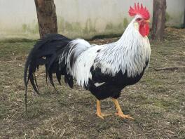 Rooster in run