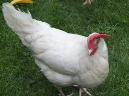 White Leghorn Female by Harry