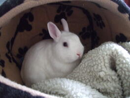 Cute white rabbit tucked away