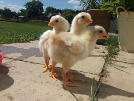 3 young cocks