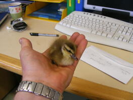 Mallard Duckling 