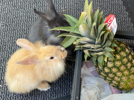Two rabbits investigating a pineapple