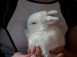 Our 3 week old bunnies!! About to enter the omlet- but not yet!!