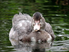 Musk duck