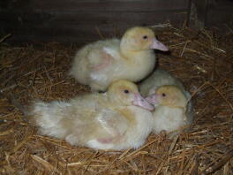 My 3 Muscovy babies at 6 weeks old - adorable aren't they?