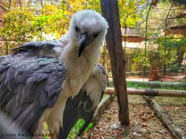 The bellied sea Eagle