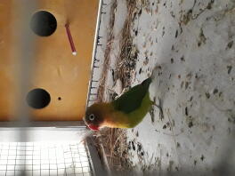 Lovebird