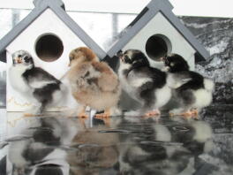 Cute chicks