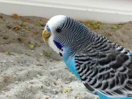 Close up of budgie