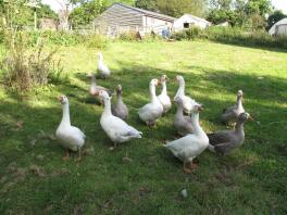 Group of correctly marked pilgrim geese and ganders 