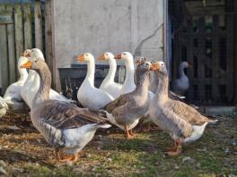 Group shot of correctly marked pilgrim geese and ganders