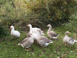 Group shot of correctly marked pilgrim geese and ganders