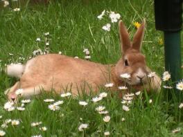 Toffee relaxing in the grass and flowers 