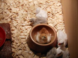 Rhode island red chick in a red food bowl