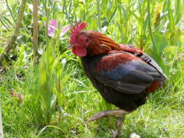 Little Chap who died in Sept 2017 aged 9 years