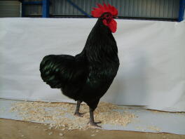 Chicken posing