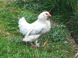 Chicken in garden