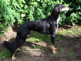 Saluki waiting for postman