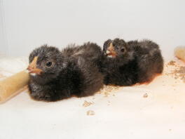 Scots Grey Chicks