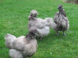 mini blue bearded silkies