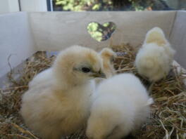 white silkie chicks