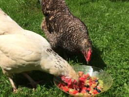 Enjoying fruit salad 