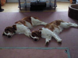 Chester and Tasha relaxing