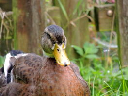 Mallard duck