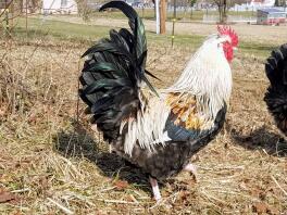 Silver wheaten cockerel