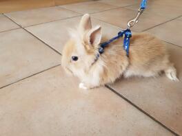 Taking a rabbit for a walk.