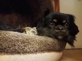 A black and brown spaniel puppy in a bed relaxing