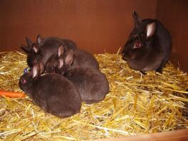 Black rabbits in hutch