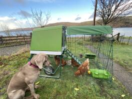 Protector of chickens