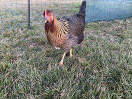 A welsummer chicken inside some chicken fencing.