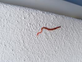 What am I?