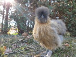 Chicken in garden