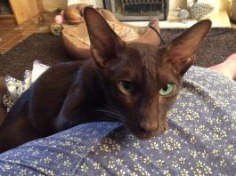 Pixie 2 years old.