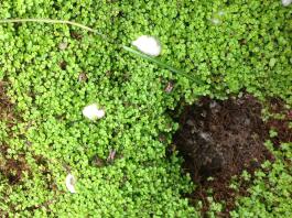 Mining bee nest in back yard 