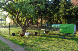 Omlet green Eglu Cube large chicken coop and run with chickens and Omlet chicken fencing