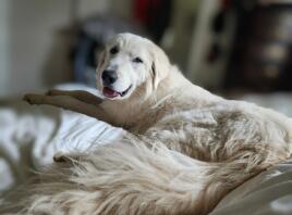 Our beautiful Pyrenees Yuki