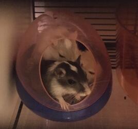 Sleepy gerbils are sooo cute