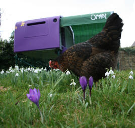 Chicken in garden with purple Eglu Cube chicken coop in background with run and shade cover