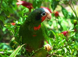 Tuki enjoying his foraging time